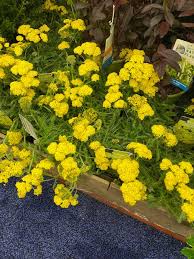 Image result for Achillea millefolium