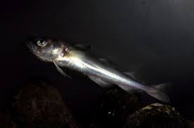 Image result for Boreogadus saida