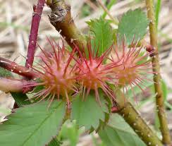 Attēlu rezultāti vaicājumam “Diplolepis bicolor”