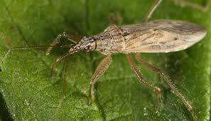 Attēlu rezultāti vaicājumam “Nabidae”