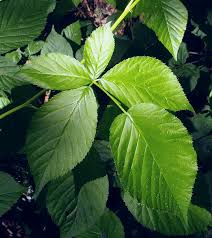 Attēlu rezultāti vaicājumam “Rubus nessensis”