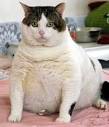 fat cat | Flickr - Photo Sharing!