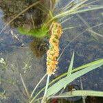 Attēlu rezultāti vaicājumam “Alopecurus aequalis flower”