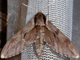 Attēlu rezultāti vaicājumam “Sphinx pinastri”