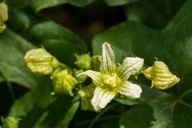 Attēlu rezultāti vaicājumam “Bryonia alba bud”