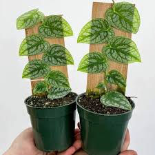 Attēlu rezultāti vaicājumam “Melandrya dubia”