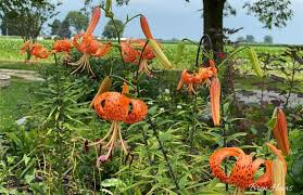 Attēlu rezultāti vaicājumam “Lilium lancifolium”