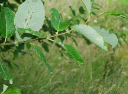 Attēlu rezultāti vaicājumam “Salix caprea leaf”