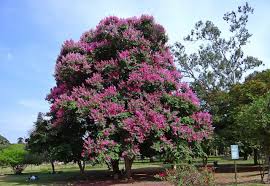 Image result for Lagerstroemia