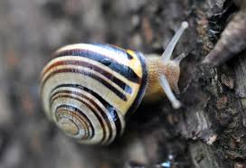 Attēlu rezultāti vaicājumam “Cepaea nemoralis”