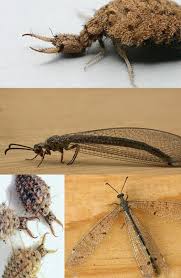 Attēlu rezultāti vaicājumam “Myrmeleontidae imago”