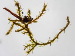 Attēlu rezultāti vaicājumam “Pseudoleskeella nervosa”