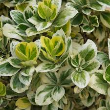 Attēlu rezultāti vaicājumam “Euonymus”