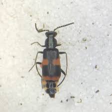 Attēlu rezultāti vaicājumam “Anthocomus fasciatus”