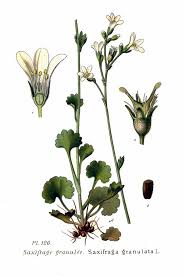 Attēlu rezultāti vaicājumam “Saxifraga granulata leaf”