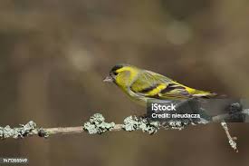 Attēlu rezultāti vaicājumam “Carduelis spinus male”