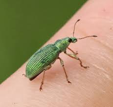 Attēlu rezultāti vaicājumam “Polydrusus mollis”