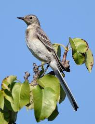 Attēlu rezultāti vaicājumam “Motacilla alba juvenile”