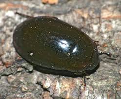 Attēlu rezultāti vaicājumam “Hydrochara caraboides”