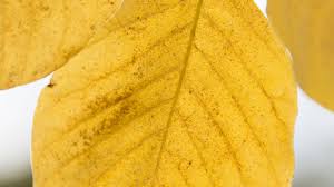 Attēlu rezultāti vaicājumam “Cladrastis kentukea leaf”