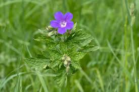 Attēlu rezultāti vaicājumam “Geranium sylvaticum”