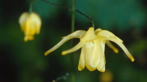 Attēlu rezultāti vaicājumam “Berberidaceae”