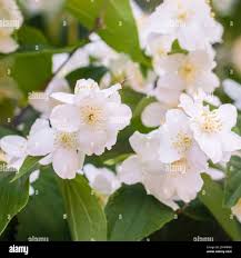 Attēlu rezultāti vaicājumam “Philadelphus coronarius flower”