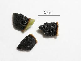 Attēlu rezultāti vaicājumam “Echium vulgare bud”