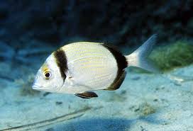 Image result for Diplodus vulgaris