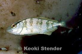 Image result for Seriola dumerili