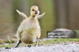 Attēlu rezultāti vaicājumam “Anser anser juvenile”