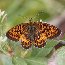 Attēlu rezultāti vaicājumam “Boloria eunomia underside”