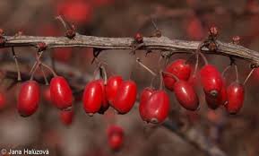Attēlu rezultāti vaicājumam “Berberis thunbergii fruit”