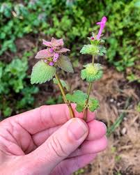 Attēlu rezultāti vaicājumam “Lamium purpureum flower”
