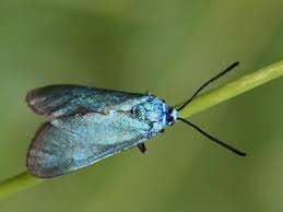 Attēlu rezultāti vaicājumam “Adscita statices”