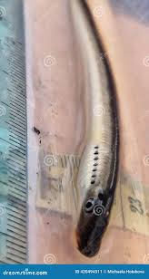 Attēlu rezultāti vaicājumam “Lampetra fluviatilis”