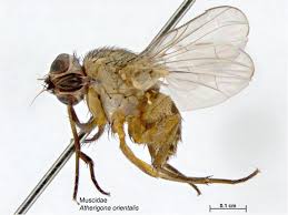 Attēlu rezultāti vaicājumam “Athelia pyriformis”