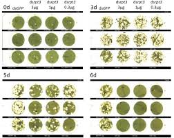 Attēlu rezultāti vaicājumam “Phaedon cochleariae”
