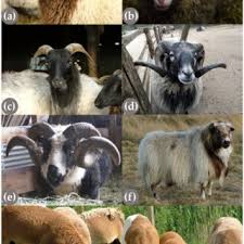 Attēlu rezultāti vaicājumam “Ovis aries juvenile”