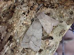 Attēlu rezultāti vaicājumam “Orthosia cerasi”