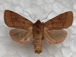 Attēlu rezultāti vaicājumam “Mythimna turca”