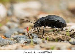 Attēlu rezultāti vaicājumam “Carabus coriaceus”