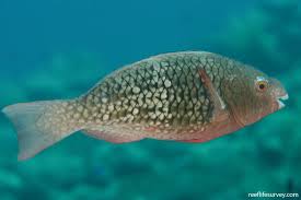 Image result for Scarus rubroviolaceus