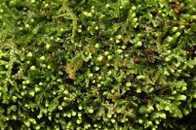 Attēlu rezultāti vaicājumam “Odontoschisma denudatum cells”