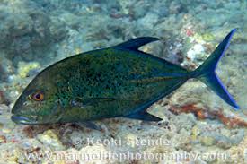 Image result for Caranx melampygus