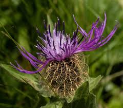 Attēlu rezultāti vaicājumam “Centaurea phrygia bud”