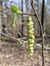 Attēlu rezultāti vaicājumam “Carpinus betulus female flower”