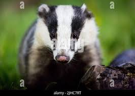 Attēlu rezultāti vaicājumam “Meles meles adult”