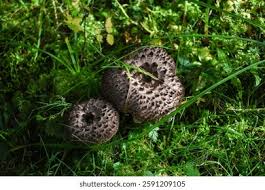 Attēlu rezultāti vaicājumam “Sarcodon imbricatum”