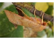 Attēlu rezultāti vaicājumam “Agrochola helvola imago”